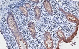 Anti-TSPAN8 Antibody, clone CO-029 (1116NS-29) clone CO-029, from mouse