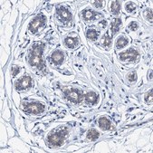 Anti-CSN2 antibody produced in rabbit Prestige Antibodies&#174; Powered by Atlas Antibodies, affinity isolated antibody, buffered aqueous glycerol solution