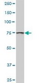 Anti-GOLGA5 antibody produced in rabbit purified immunoglobulin, buffered aqueous solution