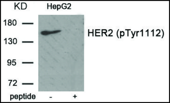 Anti-phospho-HER2 (pTyr1112) antibody produced in rabbit affinity isolated antibody