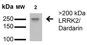 Monoclonal Anti-Fgfa/Fhfa - Fitc antibody produced in mouse clone S235-22, purified immunoglobulin