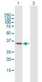 Anti-MGLL antibody produced in mouse purified immunoglobulin, buffered aqueous solution