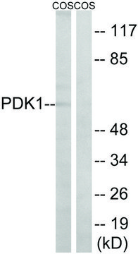 Anti-PDK1, N-Terminal antibody produced in rabbit affinity isolated antibody