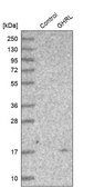 Anti-GHRL antibody produced in rabbit Prestige Antibodies&#174; Powered by Atlas Antibodies, affinity isolated antibody, buffered aqueous glycerol solution