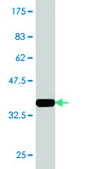 Monoclonal Anti-BCL2L12 antibody produced in mouse clone 1B1, purified immunoglobulin, buffered aqueous solution