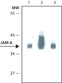 Anti-JAM-A antibody, Mouse monoclonal clone J10.4, purified from hybridoma cell culture