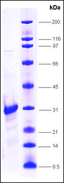 SRC1, His tagged, TEV site, human recombinant, expressed in E. coli, &#8805;80% (SDS-PAGE)