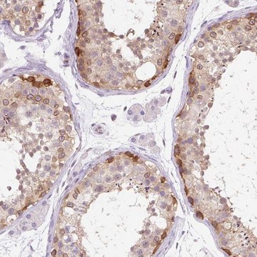Anti-SYNE3 antibody produced in rabbit Prestige Antibodies&#174; Powered by Atlas Antibodies, affinity isolated antibody, buffered aqueous glycerol solution