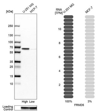 Anti-FRMD5 antibody produced in rabbit Ab1, Prestige Antibodies® Powered by Atlas Antibodies, affinity isolated antibody, buffered aqueous glycerol solution