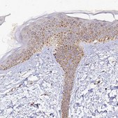 Anti-DONSON antibody produced in rabbit Prestige Antibodies&#174; Powered by Atlas Antibodies, affinity isolated antibody, buffered aqueous glycerol solution