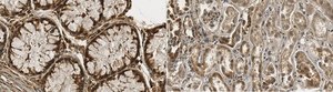 Anti-TREM-2 from rabbit, purified by affinity chromatography