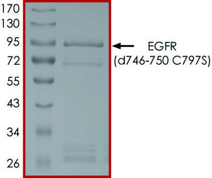 EGFR (D746-750 C797S), Active recombinant