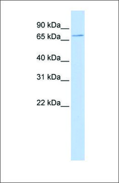 Anti-SLC5A5 antibody produced in rabbit affinity isolated antibody