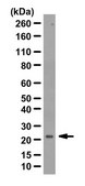 Anti-Claudin-11 Antibody from rabbit, purified by affinity chromatography