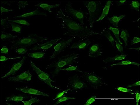 Monoclonal Anti-ZNFN1A3 antibody produced in mouse clone 3H5-G7, purified immunoglobulin, buffered aqueous solution