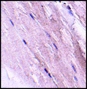 Anti-NIPSNAP2 (ab1) antibody produced in rabbit affinity isolated antibody, buffered aqueous solution