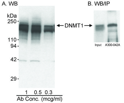 Rabbit anti-DNMT1 Antibody, Affinity Purified Powered by Bethyl Laboratories, Inc.