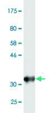 Monoclonal Anti-DHX9, (N-terminal) antibody produced in mouse clone 1D10, purified immunoglobulin, buffered aqueous solution