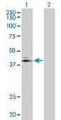 Anti-ADORA2A antibody produced in rabbit purified immunoglobulin, buffered aqueous solution