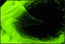 Monoclonal Anti-&#945;-Tubulin antibody produced in mouse clone DM1A, ascites fluid