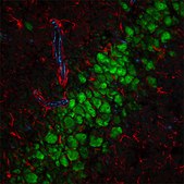 Anti-Rabbit IgG (H+L), CF&#8482; 555 antibody produced in goat ~2&#160;mg/mL, affinity isolated antibody
