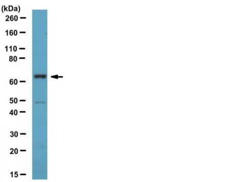 Anti-CDT1 Antibody serum, from rabbit