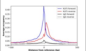 Anti-KLF5 antibody produced in rabbit Prestige Antibodies&#174; Powered by Atlas Antibodies, affinity isolated antibody, buffered aqueous glycerol solution