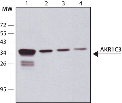 Anti-AKR1C3 antibody, Mouse monoclonal clone NP6.G6.A6, purified from hybridoma cell culture