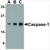 Anti-Caspase-1 (ab1) antibody produced in rabbit affinity isolated antibody, buffered aqueous solution