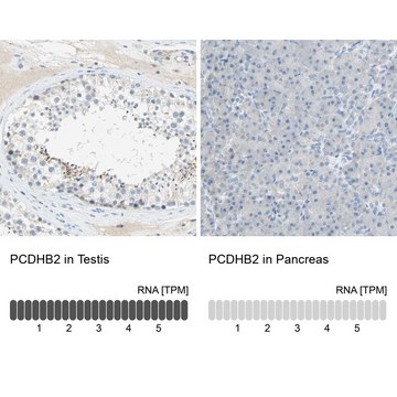 Anti-PCDHB2 antibody produced in rabbit Prestige Antibodies&#174; Powered by Atlas Antibodies, affinity isolated antibody, buffered aqueous glycerol solution