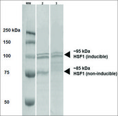 Monoclonal Anti-Hsf1 antibody produced in rat clone 10H4, purified immunoglobulin