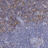 Anti-SELPLG antibody produced in rabbit Prestige Antibodies&#174; Powered by Atlas Antibodies, affinity isolated antibody, buffered aqueous glycerol solution