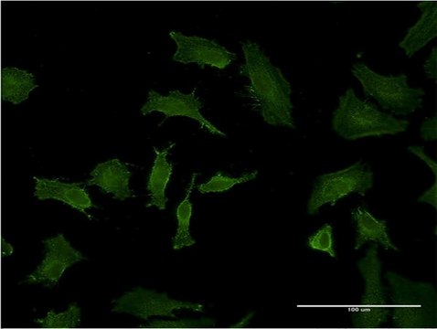 Monoclonal Anti-BID antibody produced in mouse clone 3E8-1B10, purified immunoglobulin, buffered aqueous solution