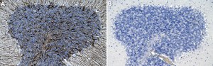 Anti-GFAP Antibody, clone GA5 ZooMAb&#174; Mouse Monoclonal recombinant, expressed in HEK 293 cells