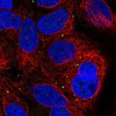 Anti-SUSD4 antibody produced in rabbit Prestige Antibodies&#174; Powered by Atlas Antibodies, affinity isolated antibody, buffered aqueous glycerol solution
