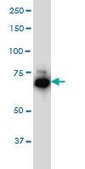 Monoclonal Anti-IRAK1, (C-terminal) antibody produced in mouse clone 3A9, purified immunoglobulin, buffered aqueous solution