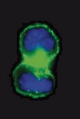Anti-EGFR Antibody, neutralizing, clone LA1 clone LA1, Upstate&#174;, from mouse