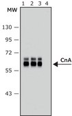 Anti-Calcineurin (&#945;-Subunit) antibody, Mouse monoclonal clone CN-A1, purified from hybridoma cell culture