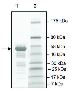 TAF1L (1398-1649) GST tag human recombinant, expressed in E. coli, &#8805;80% (SDS-PAGE)