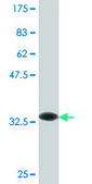 Monoclonal Anti-LILRA2 antibody produced in mouse clone 3C7, purified immunoglobulin, buffered aqueous solution