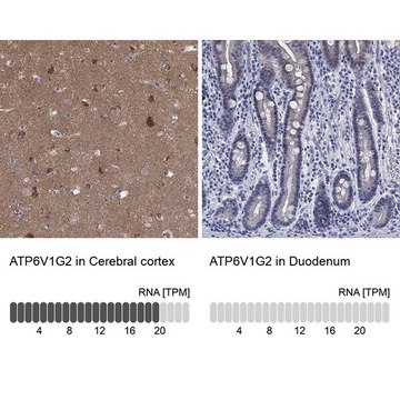 Anti-ATP6V1G2 antibody produced in rabbit Prestige Antibodies&#174; Powered by Atlas Antibodies, affinity isolated antibody, buffered aqueous glycerol solution