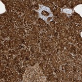 Anti-CDC42EP3 antibody produced in rabbit Prestige Antibodies&#174; Powered by Atlas Antibodies, affinity isolated antibody, buffered aqueous glycerol solution