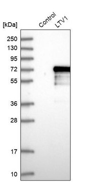 Anti-LTV1 antibody produced in rabbit Prestige Antibodies&#174; Powered by Atlas Antibodies, affinity isolated antibody, buffered aqueous glycerol solution, ab2