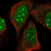 Anti-PIN4 antibody produced in rabbit Prestige Antibodies&#174; Powered by Atlas Antibodies, affinity isolated antibody