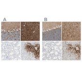 Anti-GLUL antibody produced in rabbit Ab1, Prestige Antibodies&#174; Powered by Atlas Antibodies, affinity isolated antibody, buffered aqueous glycerol solution