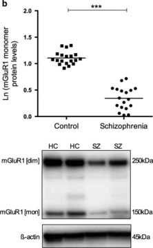 Anti-mGluR1 Antibody Upstate&#174;, from rabbit