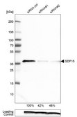 Monoclonal Anti-GDF15 antibody produced in mouse Prestige Antibodies&#174; Powered by Atlas Antibodies, clone CL0328, purified immunoglobulin, buffered aqueous glycerol solution