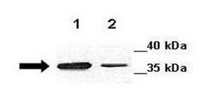 Anti-ANXA2 antibody produced in rabbit IgG fraction of antiserum
