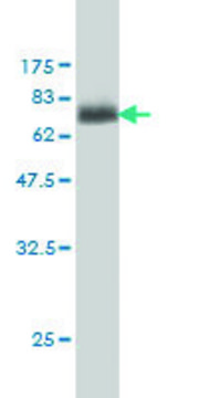 ANTI-MAGEA9 antibody produced in mouse clone 2C2, purified immunoglobulin, buffered aqueous solution