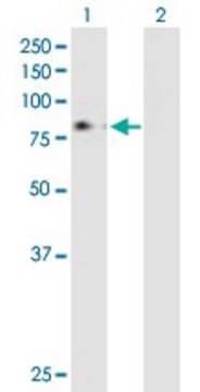 Anti-MPL antibody produced in mouse purified immunoglobulin, buffered aqueous solution
